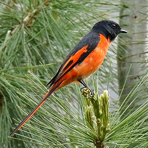 Long-tailed Minivet